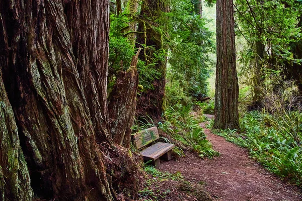 Widok Ławkę Leśnym Szlaku Redwoods — Zdjęcie stockowe