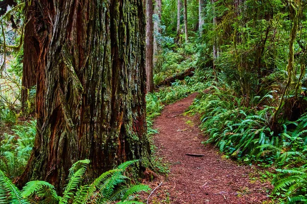 Obraz Olbrzymiego Drzewa Redwood Obok Szlaku Turystycznego Lesie — Zdjęcie stockowe