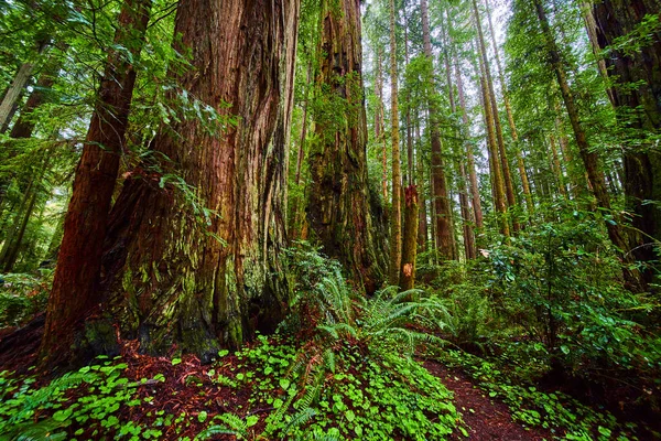 Obrázek Ikonického Lesa Redwood Malou Pěší Stezkou — Stock fotografie