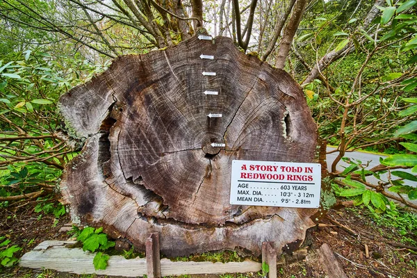 Kuva Antiikin Redwood Tree Renkaat Merkitty Vuotta Näyttää Ikä — kuvapankkivalokuva