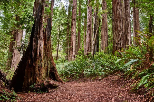 Obrázek Lesa Prastarých Sekvojových Stromů Jednoduchou Pěší Stezkou — Stock fotografie