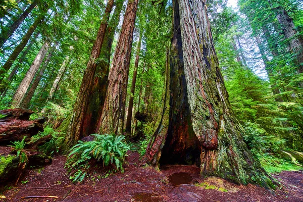 Kaliforniya Ormanındaki Çarpıcı Antik Sekoya Ağacının Görüntüsü — Stok fotoğraf