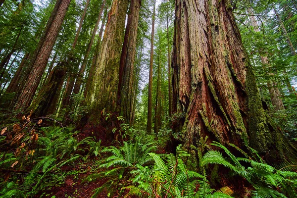 Obraz Starożytnych Drzew Redwood Lesie Paprociami — Zdjęcie stockowe