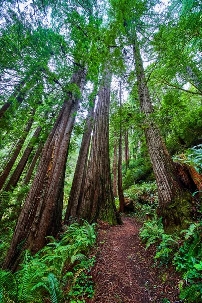 Obrázek Prastarého Lesa Redwoods Turistickou Stezkou Vinoucí Kolem Nich — Stock fotografie