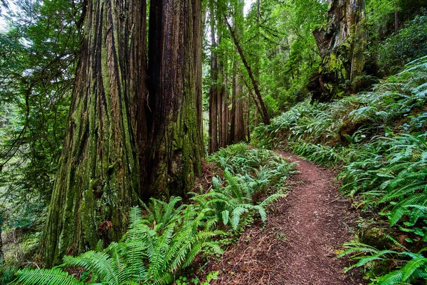 Obraz Lasu Paproci Ścieżką Turystyczną Redwoods — Zdjęcie stockowe