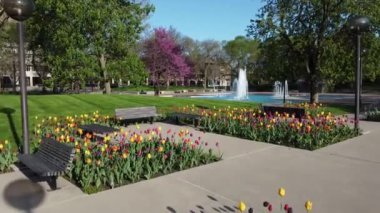 Fort Wayne, Indiana 'daki Tulip Bahçeleri' nin videosu şehir merkezindeki kiraz ağaçları ve çeşmelere doğru gidiyor.
