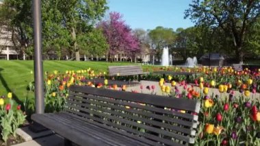 Fort Wayne, Indiana şehir parkındaki göz kamaştırıcı lale bahçelerinde Panning 'in videosu.