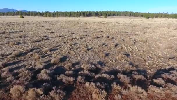 Video Von Luftaufnahme Eines Einsamen Baumes Wüstenebenen Mit Weit Entfernten — Stockvideo