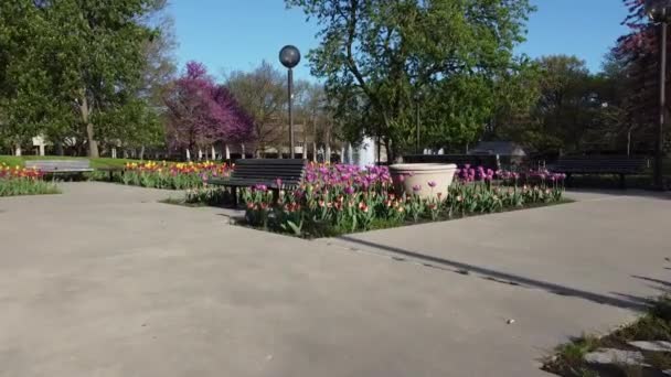 ダウンタウンの美しいチューリップの庭園のビデオフォートウェイン インディアナ州フリーマン広場 — ストック動画