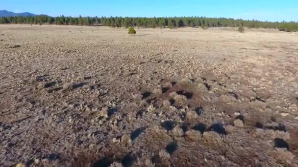 Çölde Çam Ağacına Doğru Uçarken Çekilmiş Bir Video — Stok video