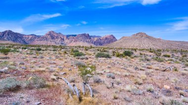 Nevada dağlarının büyük düzlükleri ve çöl bitkileriyle görüntüsü