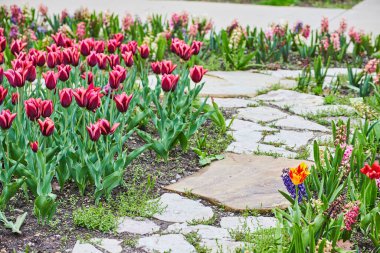 İlkbaharda pembe ve mor çiçeklerle lale bahçesinde yürüyen Taşın resmi
