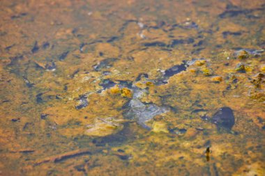 Yellowstone pınarındaki alkali suların makro görüntüsü