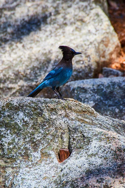 Изображение Majestic Stellers Jay Blue Bird Resting Rock — стоковое фото