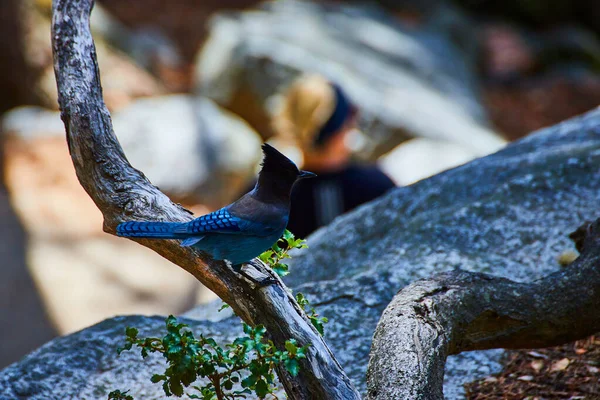 Изображение Синей Птицы Stellers Jay Ветке Деревьев Скалах Йосемити — стоковое фото