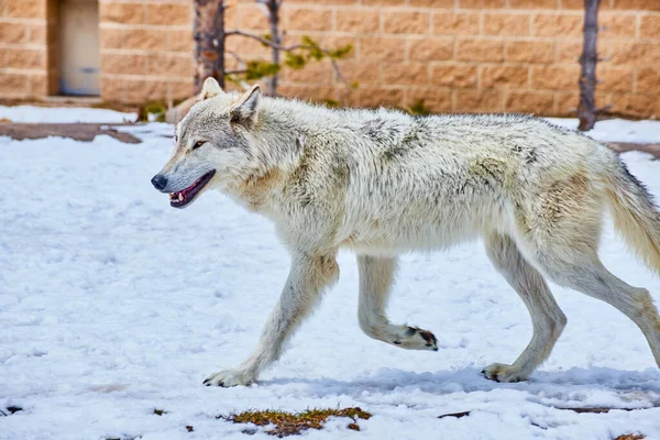 Image of Park in winter with white wolf