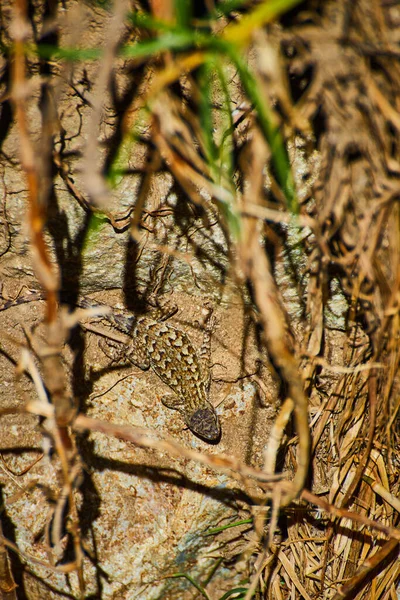 小さな砂漠のトカゲのイメージは砂と乾燥した草に溶け込みます — ストック写真