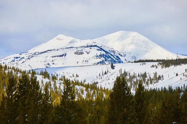 Bild Von Gipfel Der Schneebedeckten Berge Mit Kiefern Vordergrund — Stockfoto