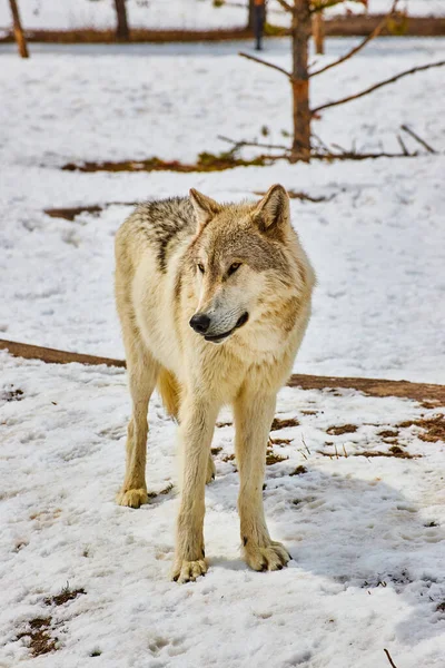 Image of Lone white wolf standing in snow at park