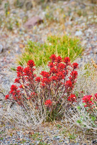 Image of Red desert flowers in detail of grassy field