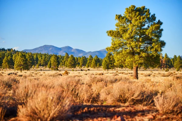 緑の松が一本だけの砂漠地帯を取り囲む山々のイメージ — ストック写真