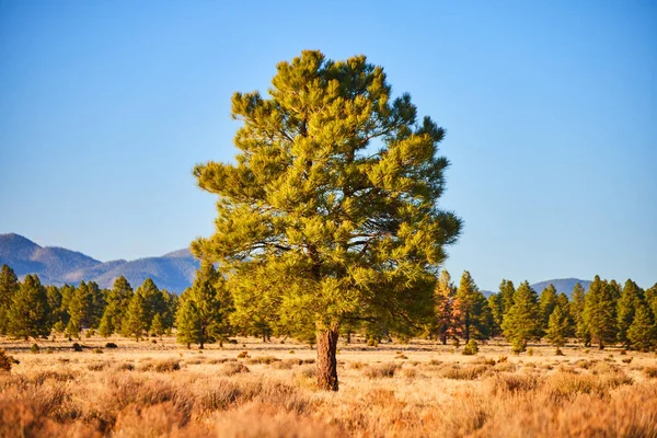 Image Lone Pine Tree Centered Frame Desert Field Mountains Distance — Stock Photo, Image