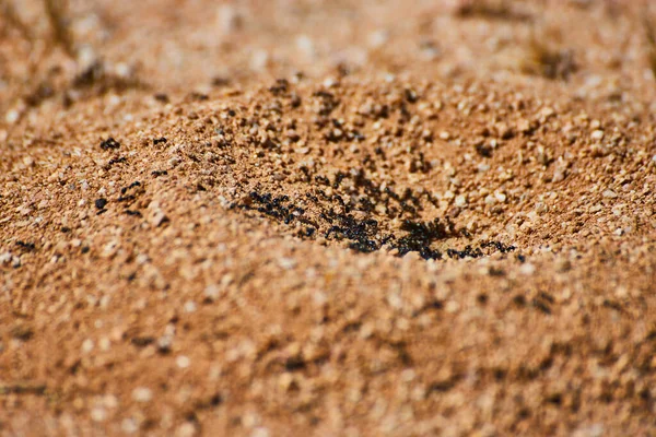 Image Macro Detail View Ant Nest Ants Emerging — Stock Photo, Image