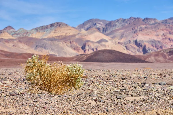 Image Lone Desert Shrub Empty Plains Colorful Mountains Background — Stock Photo, Image