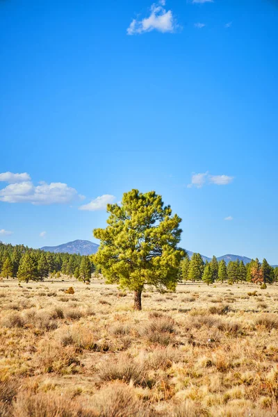 Image Pin Vert Solitaire Dans Paysage Désertique Occidental — Photo