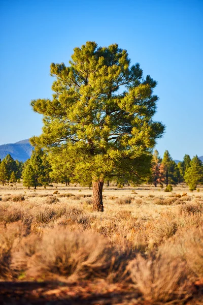 Kép Magányos Gyönyörű Zöld Fenyőfa Sivatagi Bokor Táj — Stock Fotó