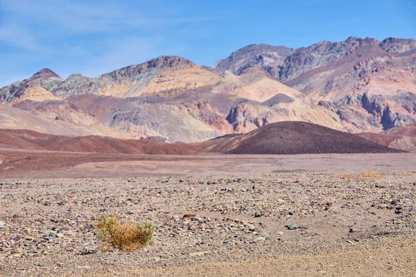 Εικόνα Του Lone Shrub Μια Άδεια Πεδιάδα Της Ερήμου Βουνά — Φωτογραφία Αρχείου