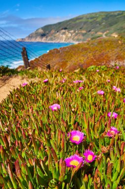 Uzakta okyanus olan pembe çiçeklerin bahar manzarası