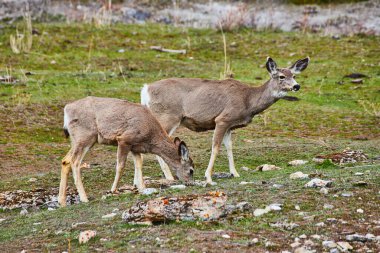 Dağlarda otlayan bir çift geyiğin görüntüsü.