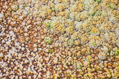 Yellowstone kaplıcalarındaki terasların doku değeri