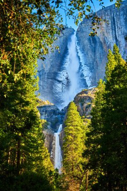 Kaliforniya Ulusal Parkı 'ndaki Yosemite Şelalesi' nin etrafını saran Çam ağaçlarının görüntüsü