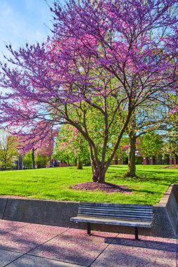 Park bankının üzerinde pembe yapraklar bırakan göz kamaştırıcı kiraz ağacı resmi