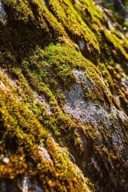 Kayalık yüzeyi kaplayan canlı yosun görüntüsü