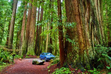 Subaru Crosstrek 'in görüntüsü Redwood Milli Parkı' na park edilmiş.