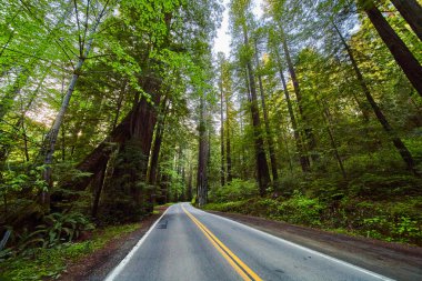 Kaliforniya, Redwood 'daki Giants Bulvarı' ndan geçen Yol Görüntüsü