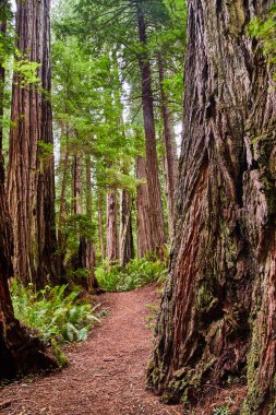 Büyüleyici dev Sekoya ağaçlarının Kaliforniya 'daki yürüyüş yolu görüntüleri