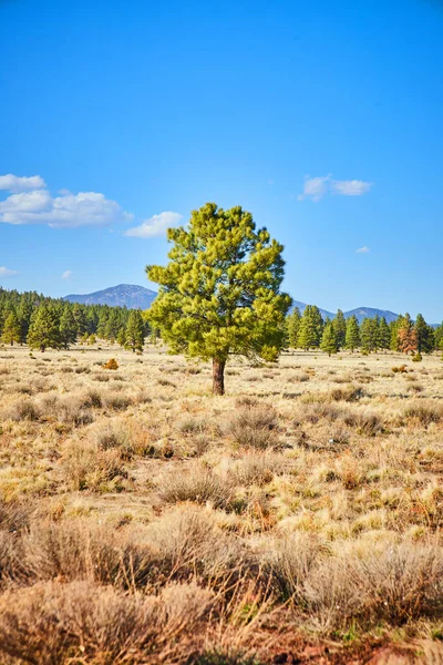 Imagen Pino Verde Solitario Arbustos Desierto Arena Naranja —  Fotos de Stock