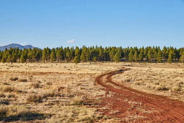 Изображение Бездорожья Красной Грунтовой Дороги Пустынном Поле Ведущей Сосновый Лес — стоковое фото