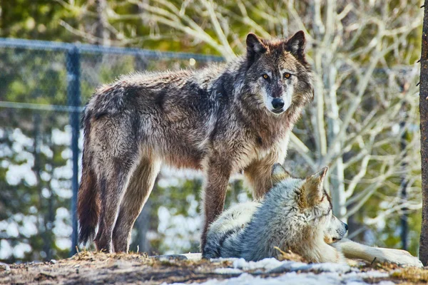 Imagem Par Lobos Rochas Fazendo Uma Pausa Parque — Fotografia de Stock