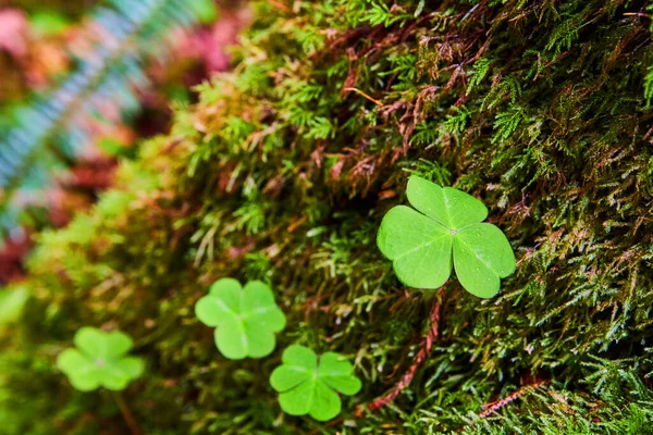 Image of Moss with macro of three leaf clover