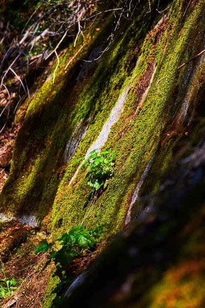 Bild Von Texturdetails Der Bemoosten Felsoberfläche Schattigen Wald — Stockfoto