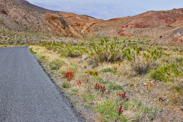 Image Roadside Red Flowers Desert Next Mountains — Stock Photo, Image