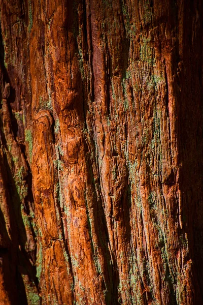 Obraz Tekstury Aktywów Bogatej Kory Drzewa Pomarańczowego — Zdjęcie stockowe