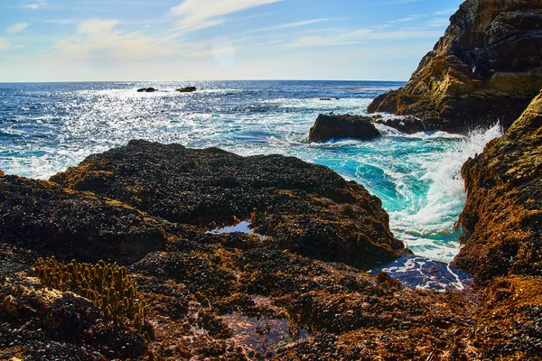 海岸の岩の上の潮溜まりや海による何千ものムール貝の画像 — ストック写真