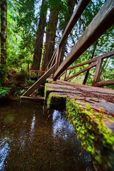 Image of Moss on ends of boards for wooden walking bridge in forest