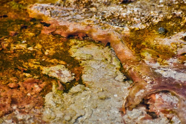 Immagine Della Sorgente Macro Yellowstone Con Acque Alcaline Colorate — Foto Stock